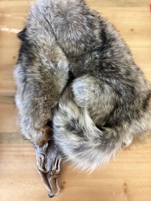 Coyote Pelts