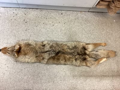 Coyote Pelt brown mix