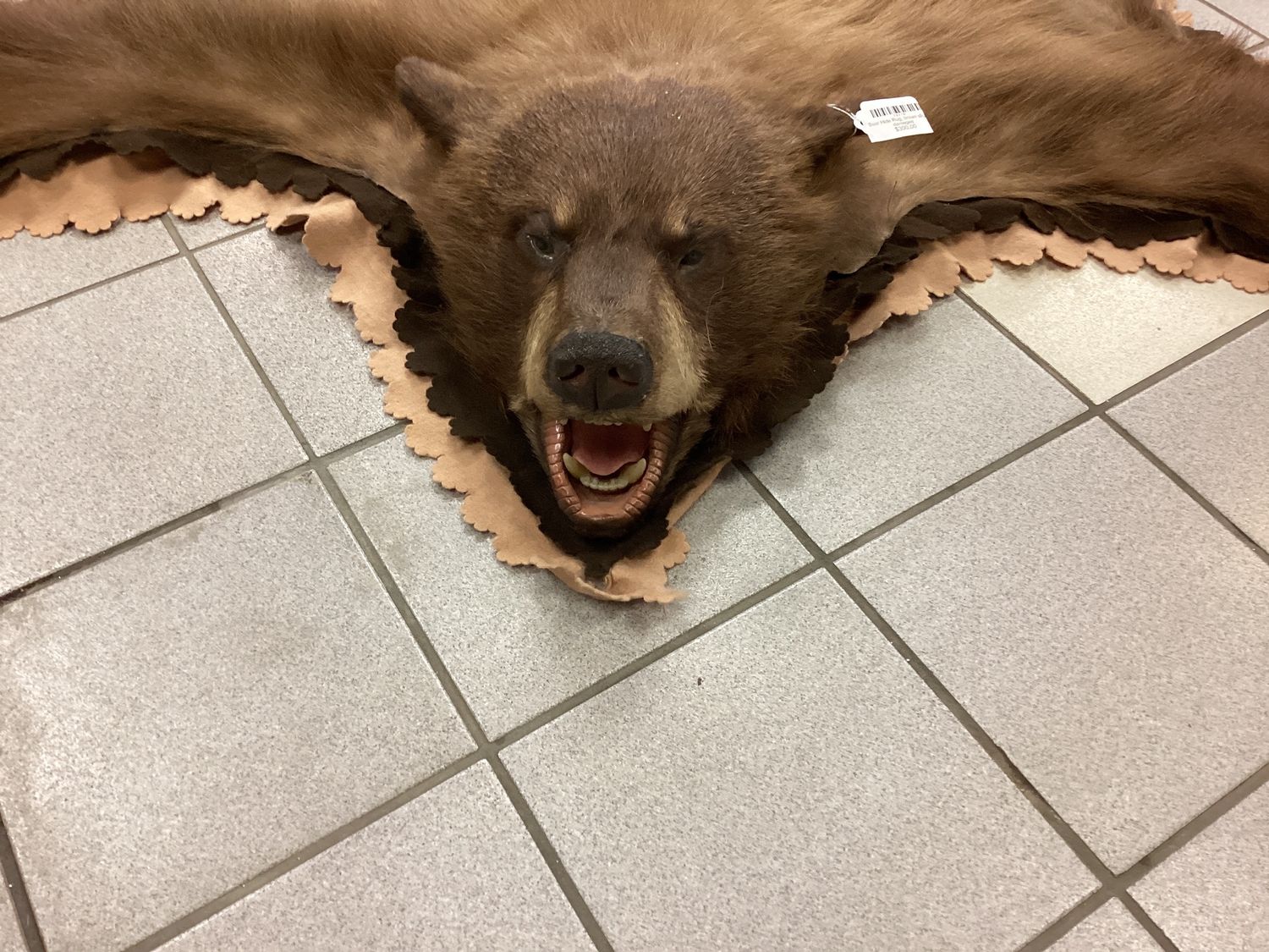 Bear Hide Rug, brown slightly damaged
