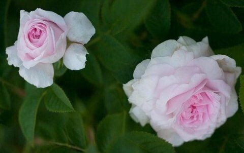 Rosa Chloris
