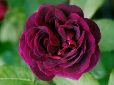 ROSE GALLICHE