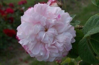 ROSE DAMASCO