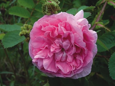 Rosa Chapeau de Napoleon