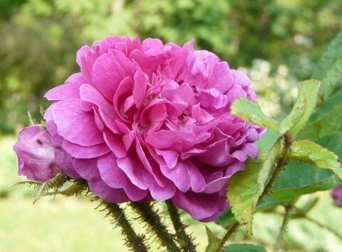 Rosa Eugenie Guinoiseau