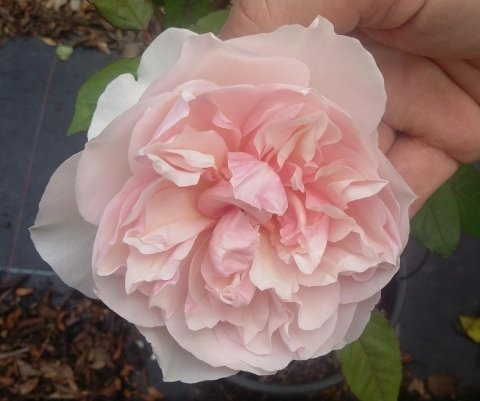 ROSE OTTOCENTESCHE