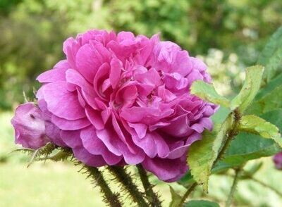 ROSE MUSCHIATE