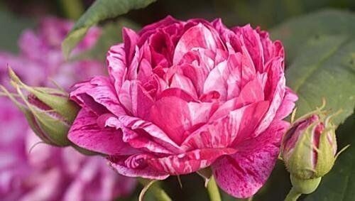 Rosa Commandant Beaurepaire