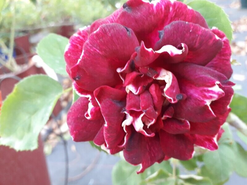 Rosa Roger Lambelin