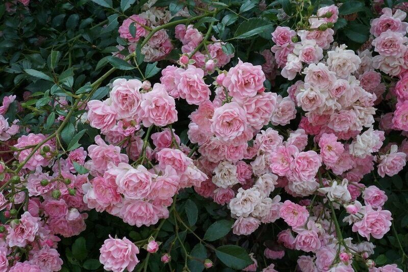 ROSE POLYANTHA