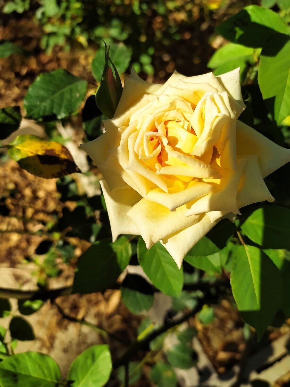 Rosa Étoile de Lyon