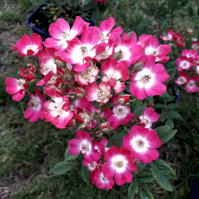 Rosa Mozart