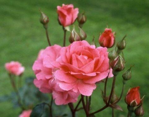 ROSE FLORIBUNDA