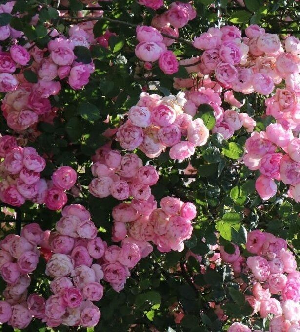 IBRIDI DI ROSA MACRANTHA