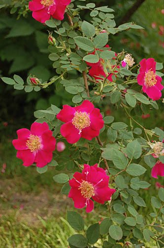 IBRIDI DI ROSA MOYESII