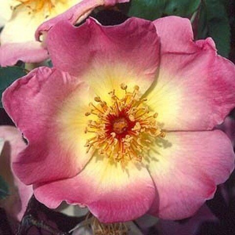 Rosa Frühlingsmorgen
