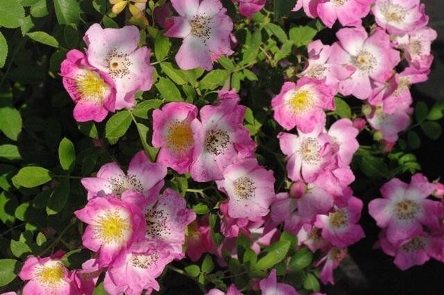 Rosa Kew Rambler