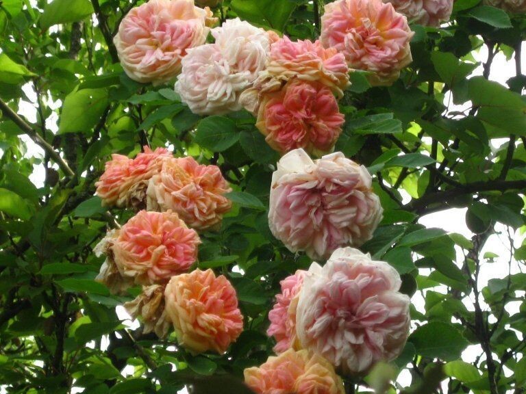 ROSE IBRIDE DI RUBIGINOSA