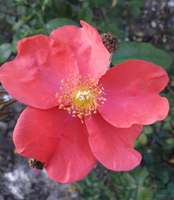 ROSA RUGOSA E I SUOI IBRIDI