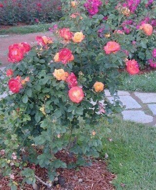 ROSE  MODERNE RAMPICANTI