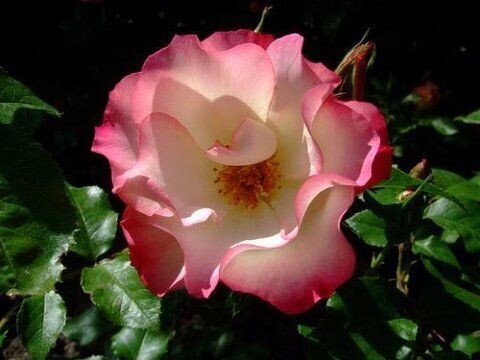 ROSE MODERNE CESPUGLIOSE