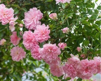 ROSE WICHURAIANA