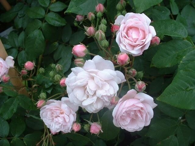 Rosa Blush Noisette
