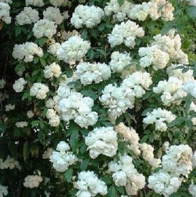 Rosa Purezza