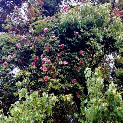 ROSA GIGANTEA E I SUOI IBRIDI