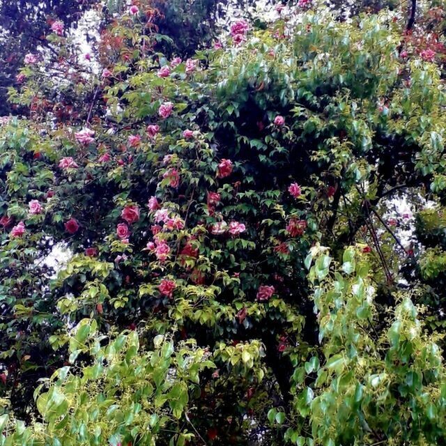 Rosa Senateur La Follette