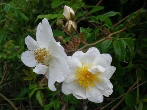 ROSE IBRIDE DI SEMPERVIRENS