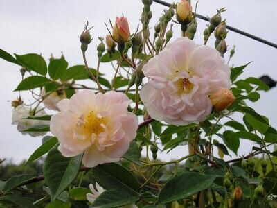 IBRIDI DI ROSA FILIPES