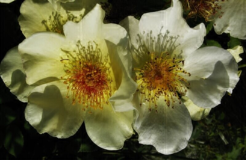 IBRIDI DI ROSA BRACTEATA