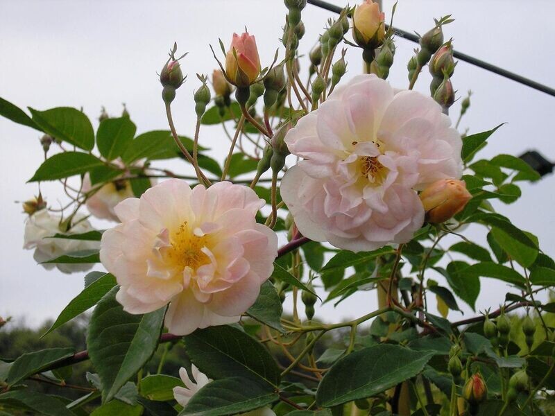 Rosa Treasure Trove