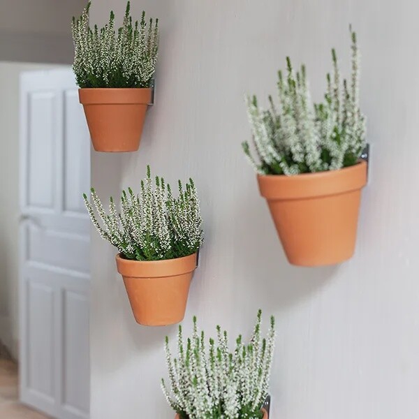 BOTANOPIA Clippy