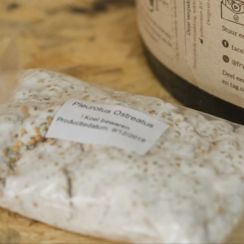 Fryslan Fungies broed