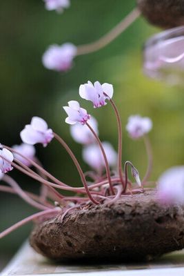 Planten