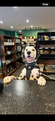 Shop Dogs