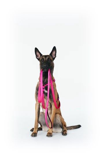 PETFORTA Leash with Ultra Soft Handle