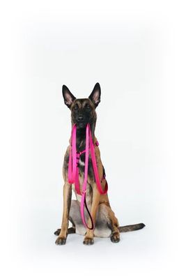 PETFORTA Leash with Ultra Soft Handle