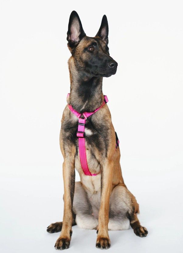PETFORTA Anatomical Dog Harness