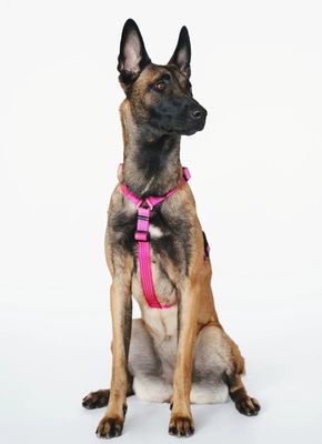 PETFORTA Anatomical Dog Harness