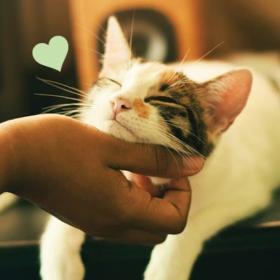 Shop Cats