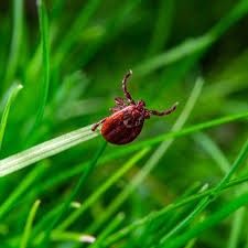 Pest &amp; Parasite Control