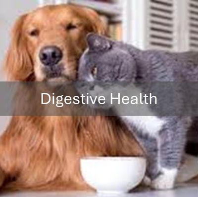 Digestive Health