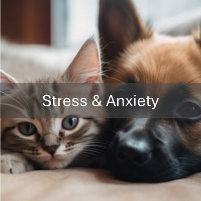 Stress &amp; Anxiety