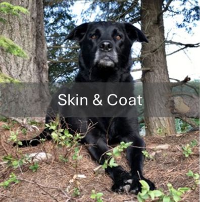Skin &amp; Coat