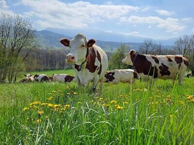 Viande Montbeliarde