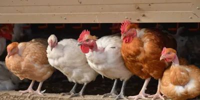 Volailles du poulailler de la Chambotte