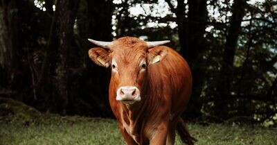 Viande Limousine
