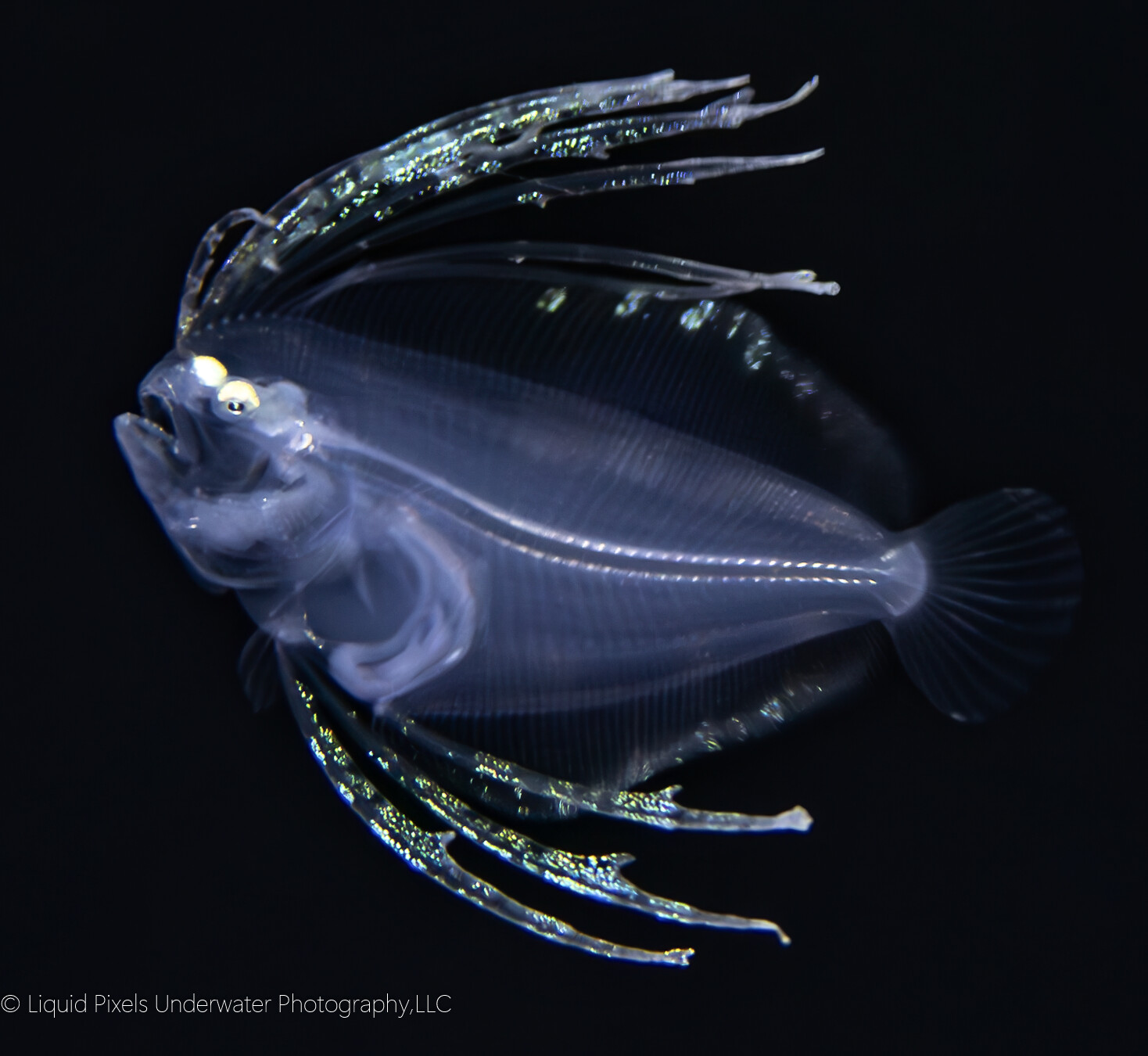 Dusky Flounder